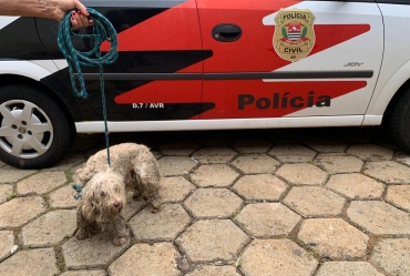 Denúncia leva Polícia Civil a resgatar cão e prender responsável por abandono em Avaré