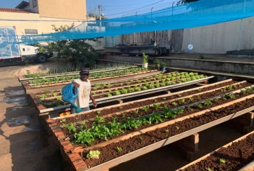 Horta Solidária incentiva plantio de alimentos orgânicos na Casa de Passagem