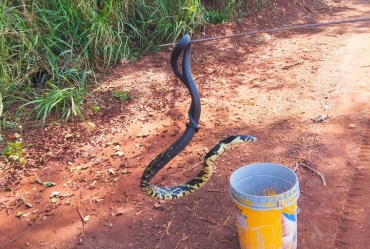 Serpente é resgatada após ser  encontrada em residência de Taquarituba