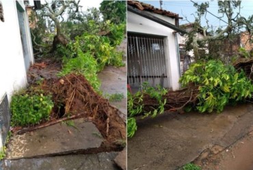 Chuva provoca alagamentos e queda de árvores em Avaré