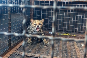 Jaguatirica é capturada pela Defesa Civil de Taquarituba em oficina próxima à área de mata 