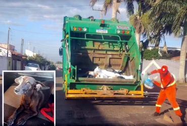 Tutora registra queixa após cadela ser atropelada por caminhão de lixo, recolhida e prensada entre o material