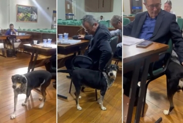 Cão 'invade' sessão da Câmara de Cerqueira César e pede carinho para vereadores: 'Quebrou a rotina tensa'