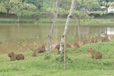 Secretaria do Meio Ambiente monitora capivaras que vivem no Horto Florestal