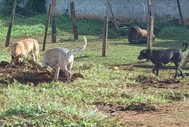 Defesa Animal de Piraju procura cães que podem ter matado bezerro