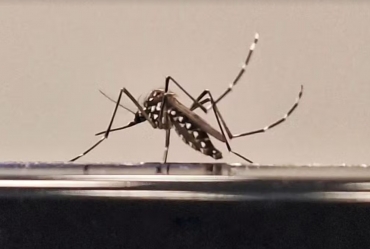 Avaré e Manduri confirmam casos de dengue em 2026