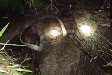 Cavalo é resgatado com uso de máquina pá-carregadeira após cair em canaleta de água em Botucatu