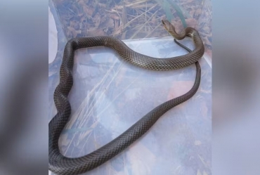 Cobra d’água é encontrada em quintal de casa e resgatada pela Defesa Civil em Taquarituba