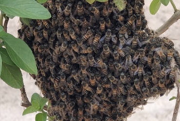 Defesa Civil de Avaré alerta sobre  migração das abelhas durante a primavera