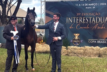 Avaré reúne grandes criadores do país na Exposição Interestadual do Cavalo Árabe