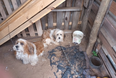 Polícia Civil resgata quatro cães que estavam presos e acorrentados em terreno