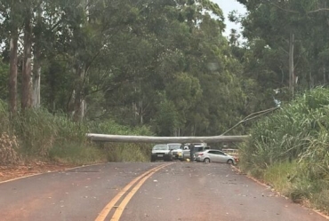 Queda de eucalipto bloqueia estrada vicinal de Taquarituba; Defesa Civil e GCM atendem ocorrência