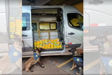 Cães da PRF encontram quase 100 quilos de cocaína em fundo falso de van na BR-153 em Ourinhos