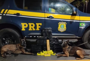 Cães farejadores localizam 44 kg de maconha escondidos em carro durante fiscalização na BR-153