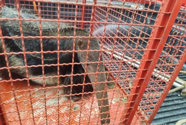 Tamanduá-bandeira surpreende moradora no Ipiranga e é resgatado com apoio da Prefeitura de Avaré