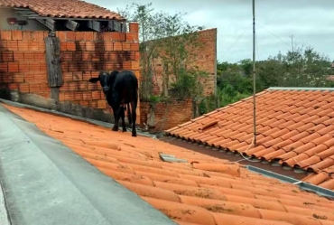 Vaca é resgatada após subir em telhado de casa no interior de SP: 'Depois do susto, a gente ri', diz moradora