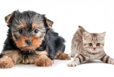Cães e gatos são vacinados contra raiva nos dias 19, 20 e 21 em Avaré
