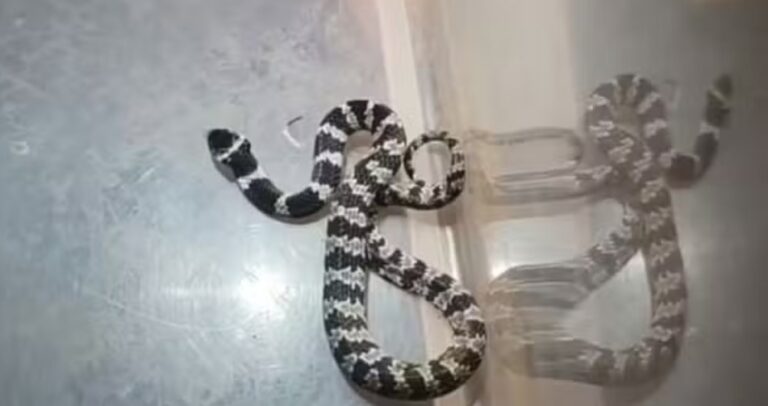 Serpente ‘papa-lesma’ é encontrada dentro de casa e resgatada pela Defesa Civil em Taquarituba